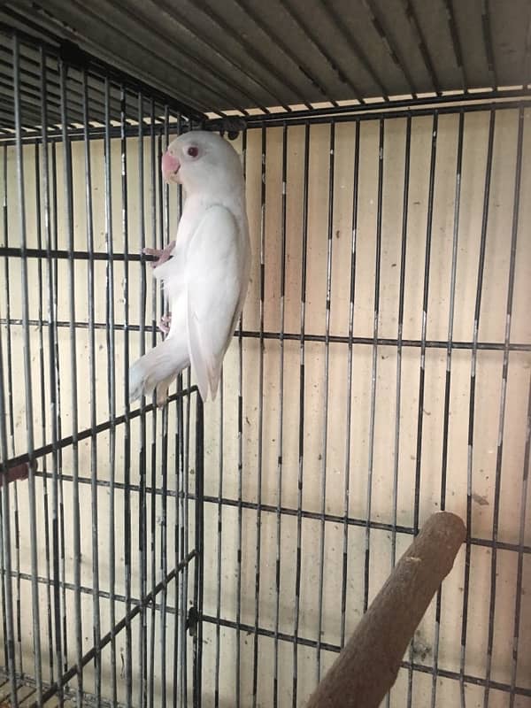 albino male , palefallow split male ,lutino pair 4