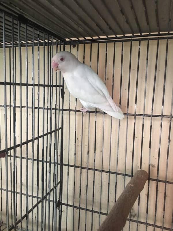 albino male , palefallow split male ,lutino pair 5