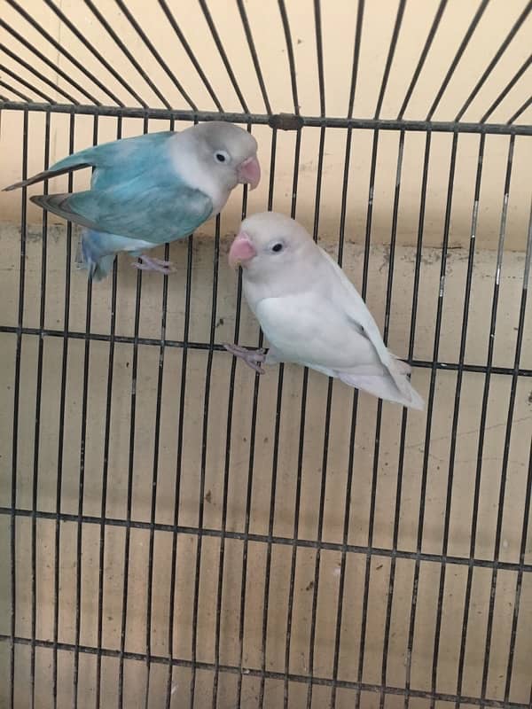 albino male , palefallow split male ,lutino pair 9