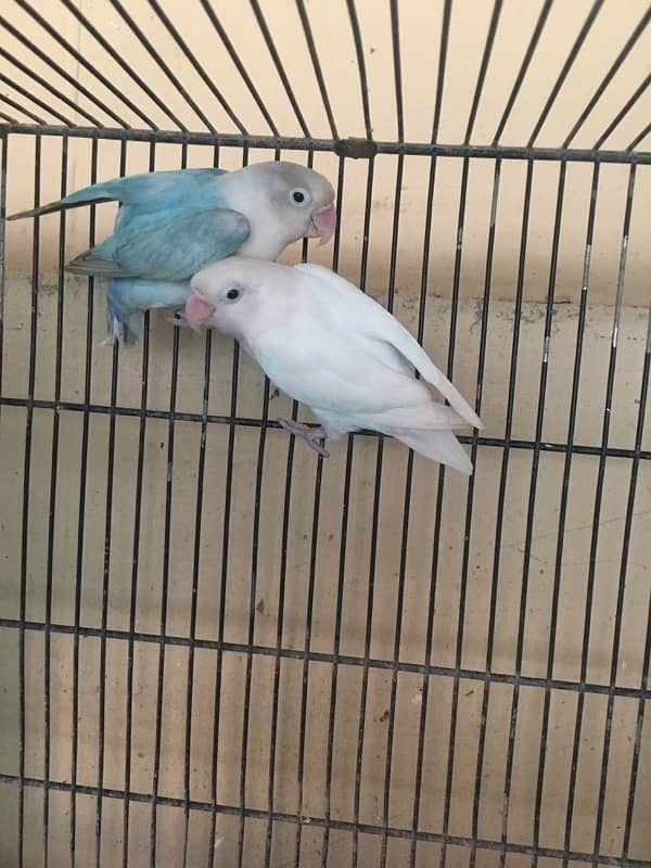 albino male , palefallow split male ,lutino pair 10