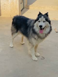 siberian Husky