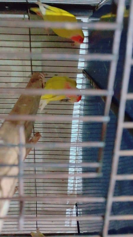 love bird 2