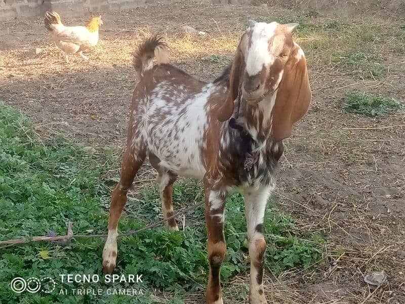 bakra far sell 0