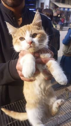 Cute white and golden persian cat