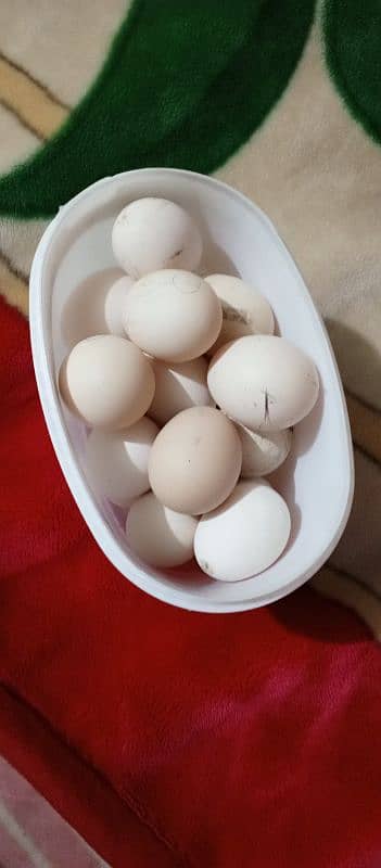 heera aseel eggs available 0