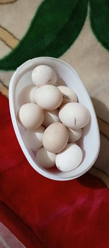 heera aseel eggs available 1