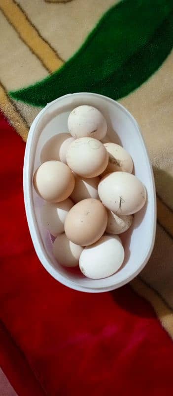 heera aseel eggs available 2