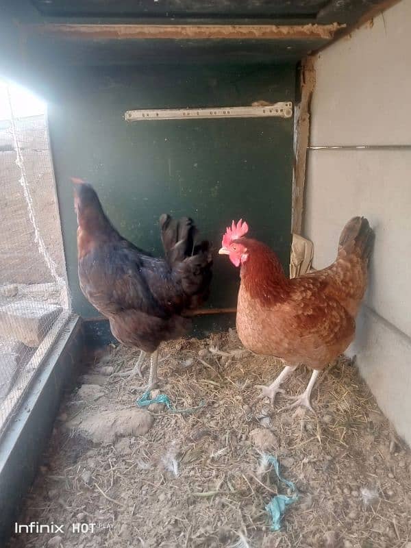 Mashallah egg laying Desi hens Ghar ki beautiful quality 1