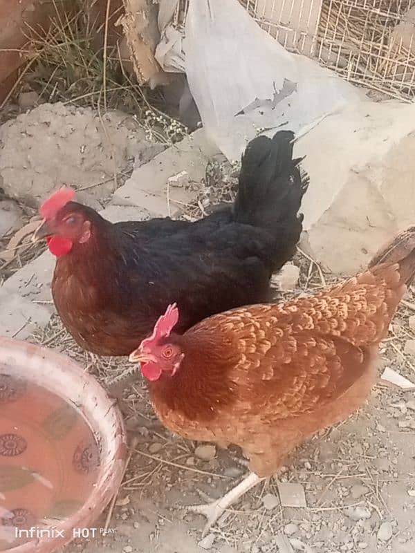 Mashallah egg laying Desi hens Ghar ki beautiful quality 5