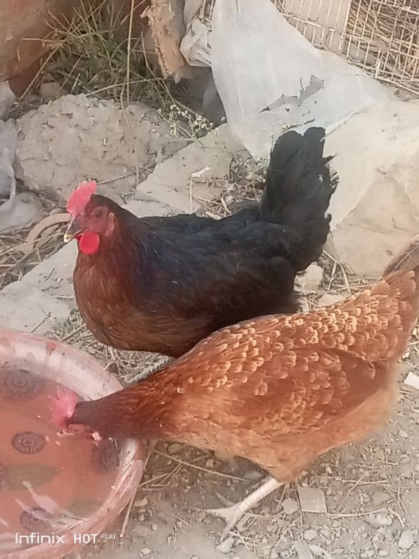 Mashallah egg laying Desi hens Ghar ki beautiful quality 6