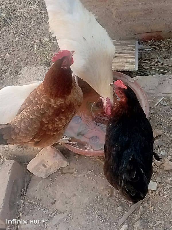 Mashallah egg laying Desi hens Ghar ki beautiful quality 7