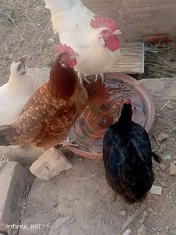 Mashallah egg laying Desi hens Ghar ki beautiful quality 8