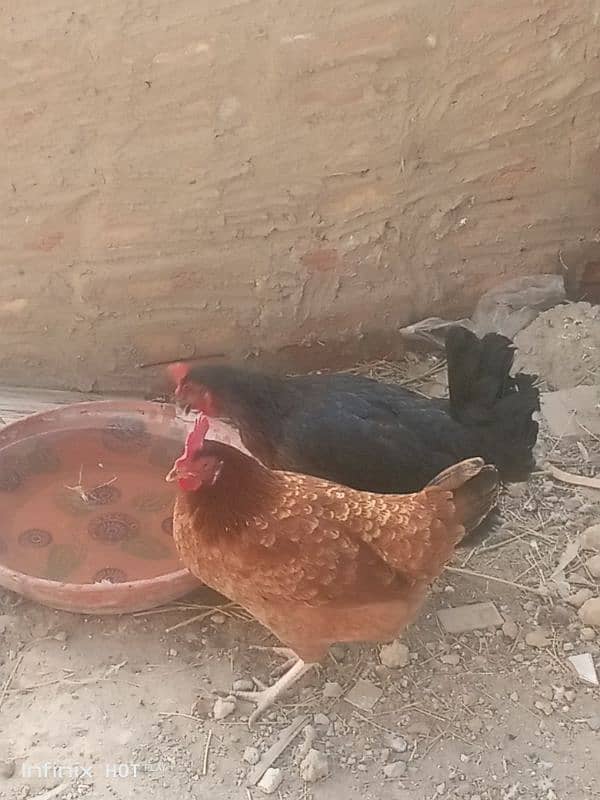 Mashallah egg laying Desi hens Ghar ki beautiful quality 9