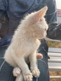 Persian White Cat Baby