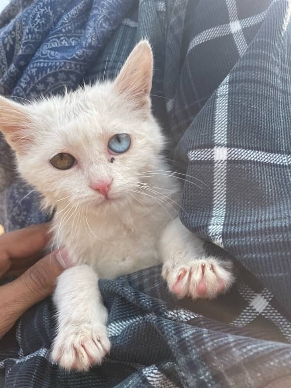 Persian White Cat Baby 1