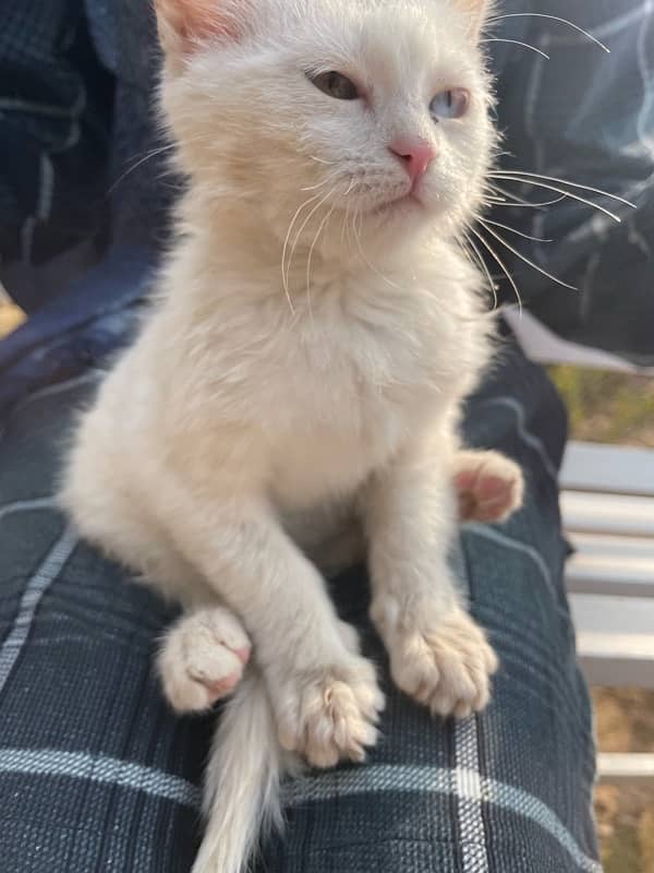 Persian White Cat Baby 2