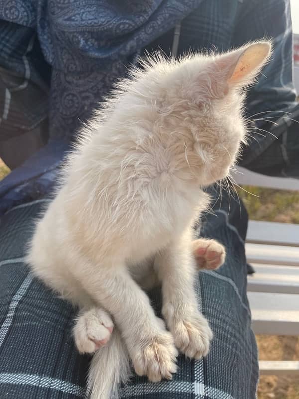 Persian White Cat Baby 3