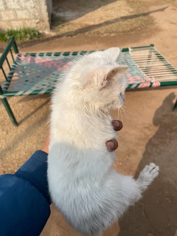 Persian White Cat Baby 4