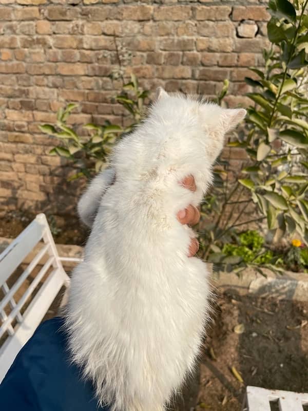 Persian White Cat Baby 5