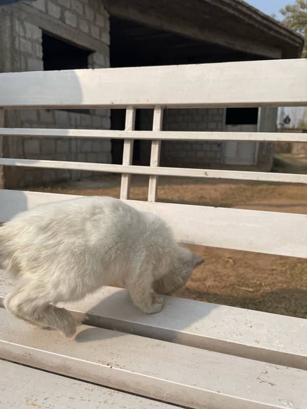 Persian White Cat Baby 6