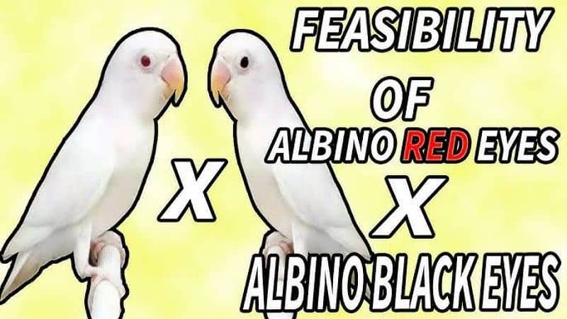 ALBINO RED OR BLACK 0