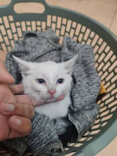 cute kitten looking for home. ( Turkish angora)