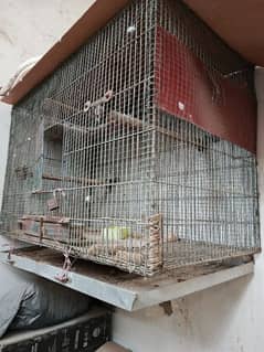 Cage Pinjra 4ft X 2D