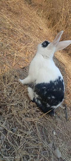 Pairs of rabbit 1+ year age