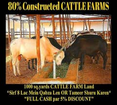 cattle farm& dairy