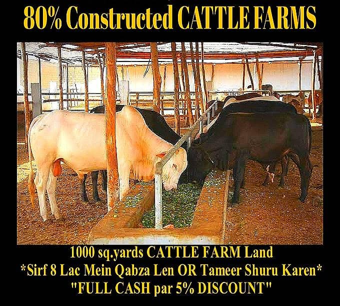 cattle farm& dairy 0