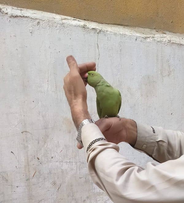 Green Parrot Male 0