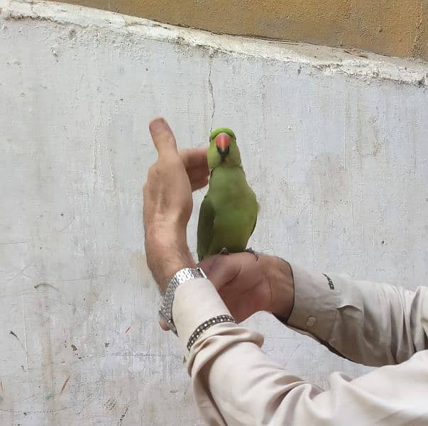 Green Parrot Male 1