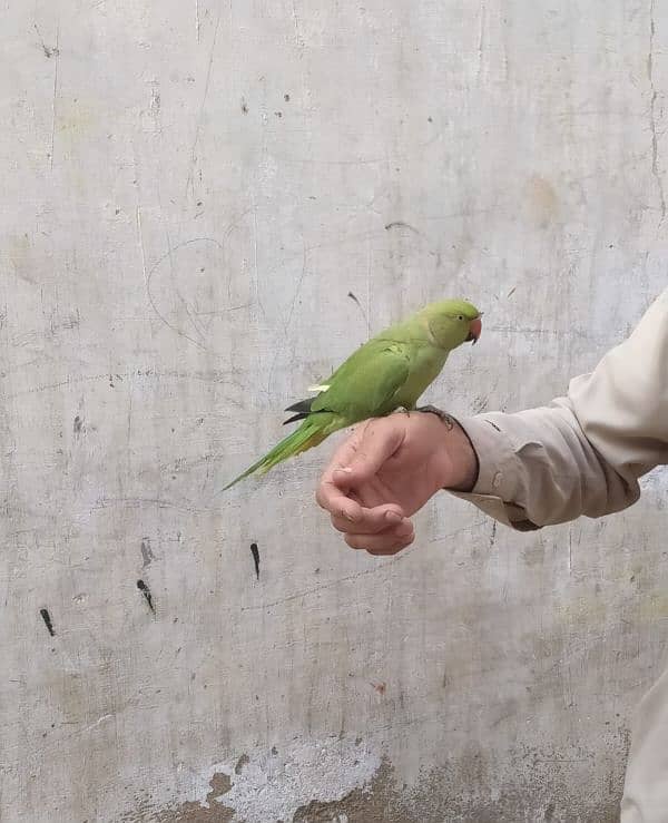 Green Parrot Male 3