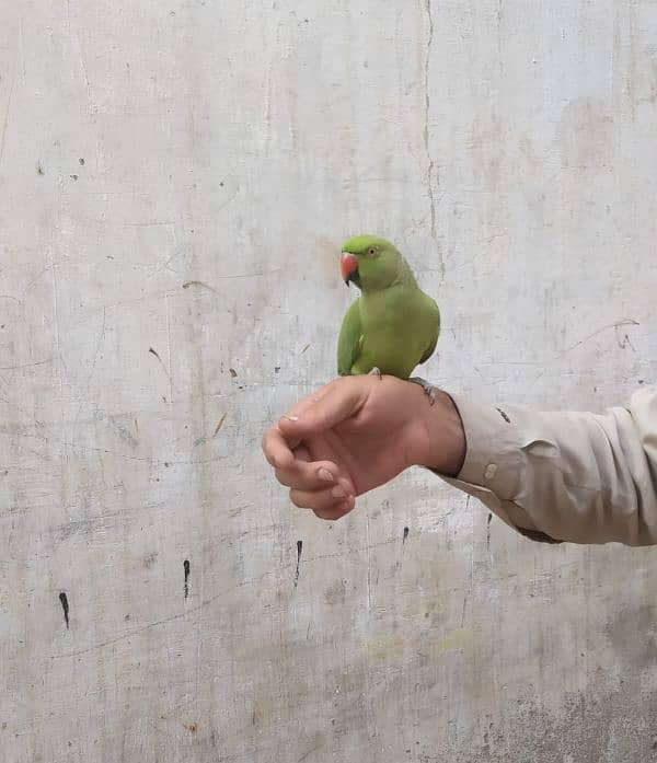 Green Parrot Male 4