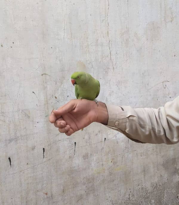 Green Parrot Male 5