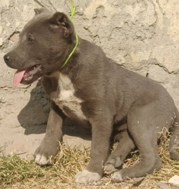 America Pitbull male for sale all Pakistan cargo 0