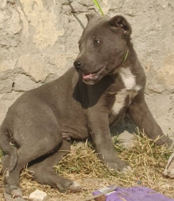 America Pitbull male for sale all Pakistan cargo 1