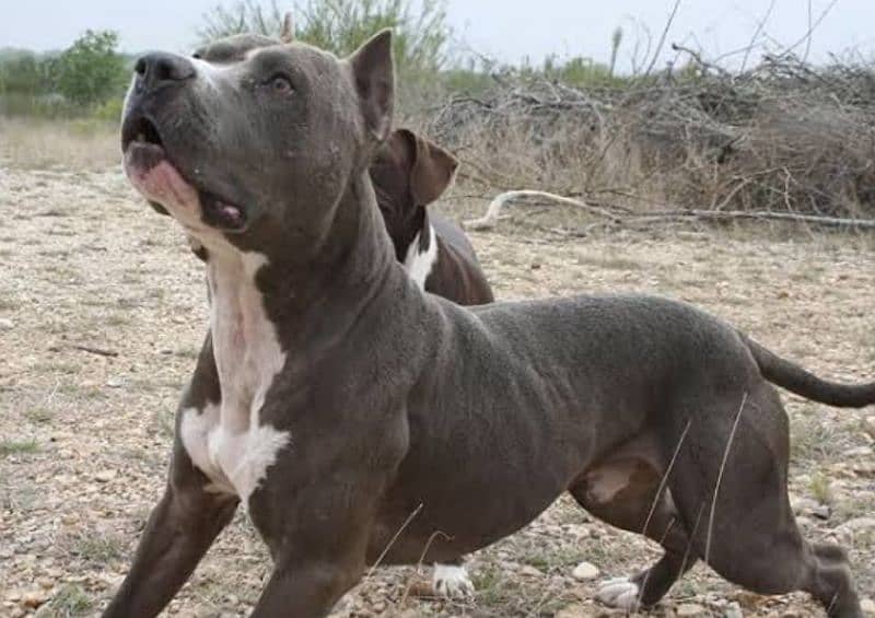 America Pitbull male for sale all Pakistan cargo 2