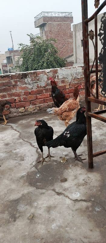 aseel hens for sale 0