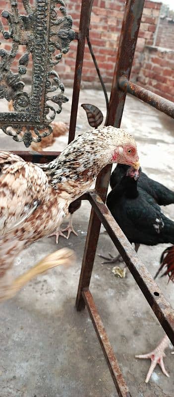 aseel hens for sale 1