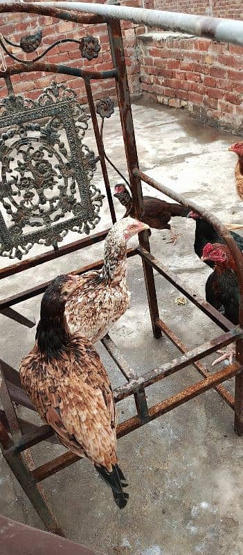 aseel hens for sale 5