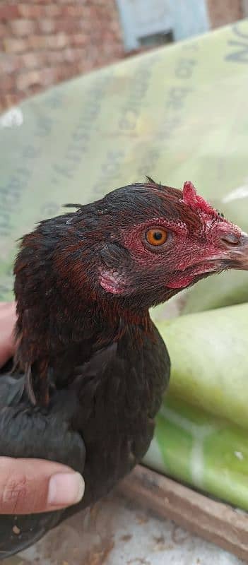 aseel hens for sale 7