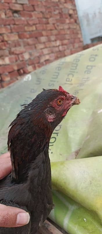 aseel hens for sale 8