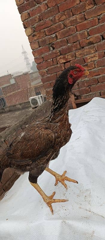 aseel hens for sale 9