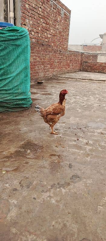 aseel hens for sale 11