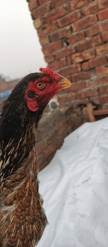 aseel hens for sale 17