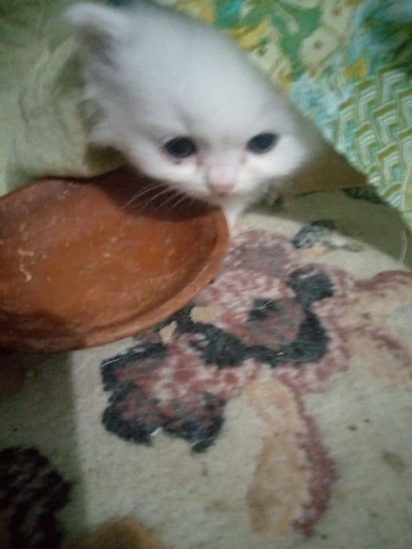 pure persian kitten 1