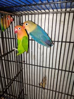 green opline female parblue male breder pair whats app num 03418116315