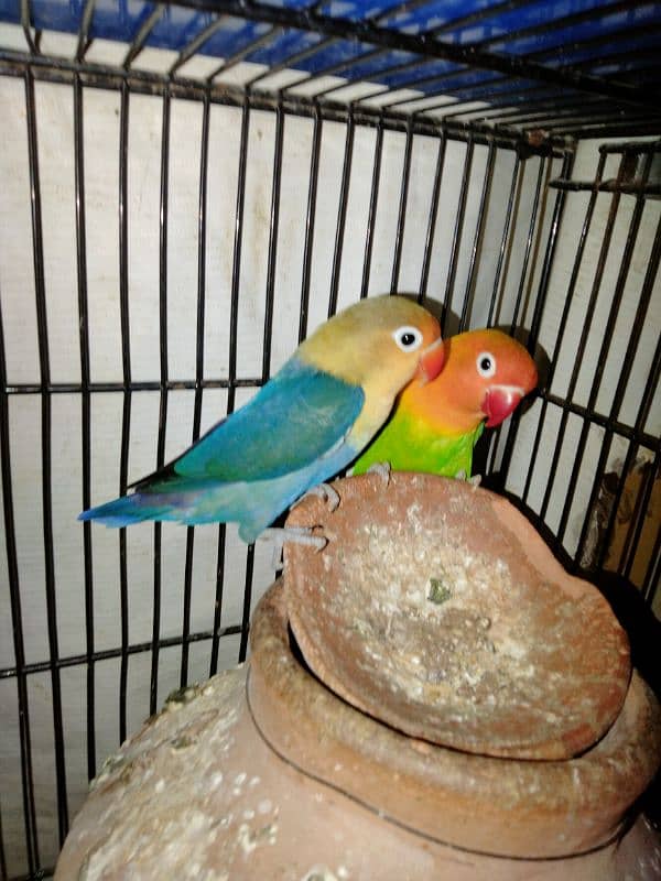 green opline female parblue male breder pair whats app num 03418116315 1