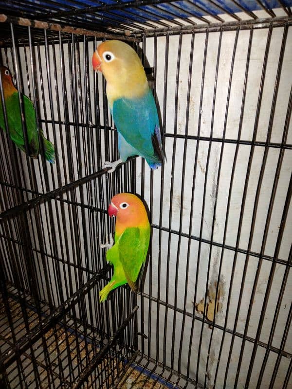 green opline female parblue male breder pair whats app num 03418116315 2